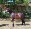 Mare Connemara For sale 2019 Black