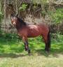 Gelding Connemara For sale 2022 Bay