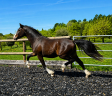 Entire French Saddle Pony For sale 2024 Dark Bay