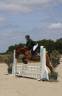 Mare French Saddle Pony For sale 2018 Bay