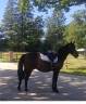 Gelding No Origin Recorded For sale 2018 Dark Bay