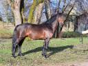 Stallion Connemara For sale 2015 Bay