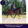 Mare Thoroughbred For sale 2022 Bay