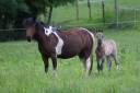 Gelding Other Pony Breed For sale 2024 Grullo