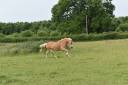 Mare Haflinger For sale 2012 Chesnut