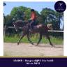 Gelding AQPS For sale 2021 Grey