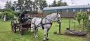 Gelding Other Horse Breed For sale 2009 Grey