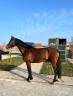 Gelding Zangersheide For sale 2020 Bay