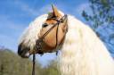 Santa cruz  - Haflinger 2018 by SULTAN