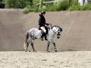 Gelding French Saddle Pony For sale 2016 Grey