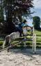Gelding French Saddle Pony For sale 2016 Grey