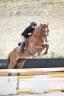 Gelding Selle Fran&ccedil;ais For sale 2021 Chesnut