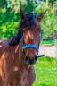 Gelding No Origin Recorded For sale 2022 Bay