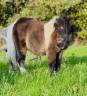 Colt Shetland Pony For sale 2025 Bay