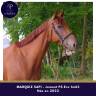 Mare Thoroughbred For sale 2022 Chesnut