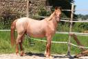 Entire French Saddle Pony For sale 2024 Roan