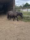 Mare Shetland Pony For sale 2007 Black