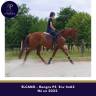 Gelding Thoroughbred For sale 2022 Chesnut