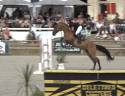 Mare Zangersheide For sale 2016 Bay