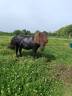 Stallion Shetland Pony For sale 2011 Black