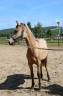 Entire French Saddle Pony For sale 2025 Buckskin