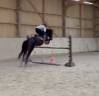 Mare French Saddle Pony For sale 2021 Dark Bay
