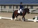 Gelding New Forest For sale 2013 Bay
