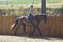 Gelding PRE Pure Spanish Bred For sale 2018 Dark Bay