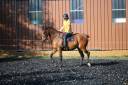Gelding Thoroughbred For sale 2018 Bay
