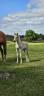 Entire Haflinger For sale 2026 Chesnut