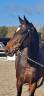 Mare Welsh Part Bred For sale 2020 Dark Bay