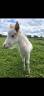 Colt Shetland Pony For sale 2026 Sorrel