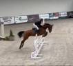 Mare BWP Belgian Warmblood For sale 2020 Bay