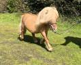 Entire Shetland Pony For sale 2013 Cream