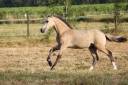 Filly Welsh Pony (Section D), Welsh Cob For sale 2026 Buckskin