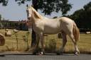 Entire Welsh Pony (Section D), Welsh Cob For sale 2025 Perlino