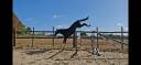 Gelding Selle Fran&ccedil;ais For sale 2022 Dark Bay