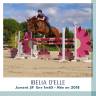 Mare Selle Fran&ccedil;ais For sale 2018 Chesnut