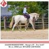Gelding Selle Fran&ccedil;ais For sale 2008 Grey
