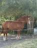 Gelding Other Horse Breed For sale 2020 Chesnut