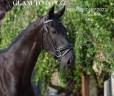 Gelding Hanoverian For sale 2022 Black
