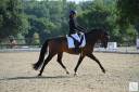 Gelding Selle Fran&ccedil;ais For sale 2020 Dark Bay