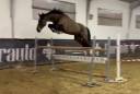Gelding BWP Belgian Warmblood For sale 2019 Dark Bay