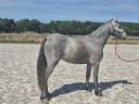 Filly Welsh Part Bred For sale 2024 Grey