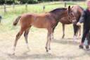 Colt Origin Recorded For sale 2026 Bay