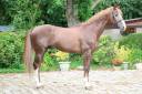 Stallion Selle Fran&ccedil;ais For sale 2016 Liver chestnut