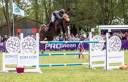 Stallion Selle Fran&ccedil;ais For sale 2016 Liver chestnut