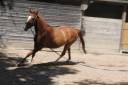 Gelding AES Anglo European Studbook For sale 2019 Chesnut
