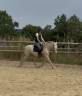 Gelding Origin Recorded For sale 2022 Perlino