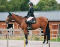 Gelding French Trotter For sale 2020 Bay